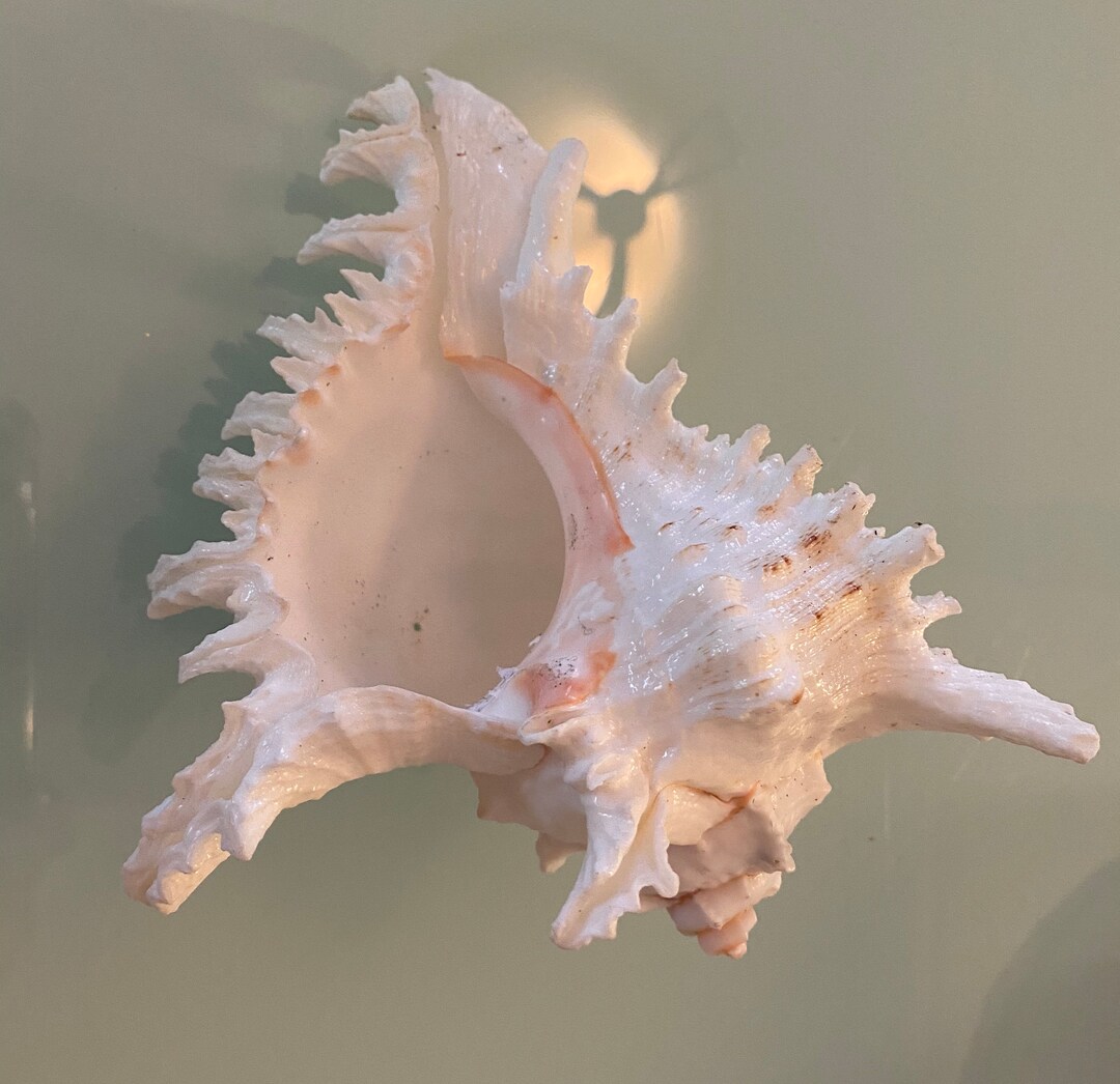Spikey Conch Ramosa Murex Seashell 6.5 Length White Pink - Etsy