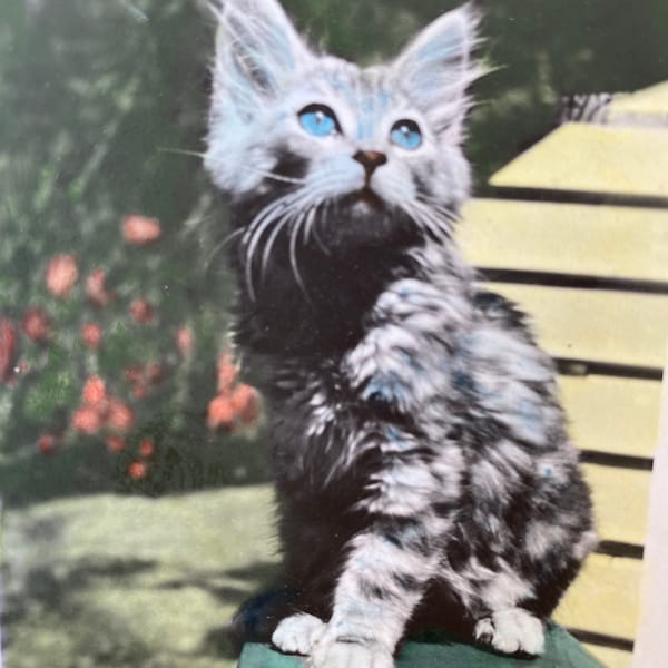 Cat Photo Original hand tinted 1941 Smoky