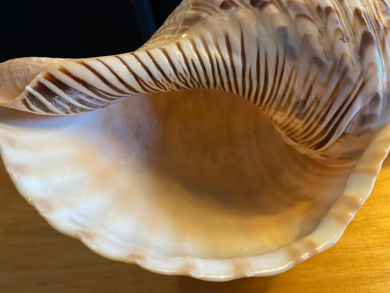 Horned Auger Conch Shell Extra Large RARE 11 Variegated - Etsy