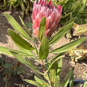 May include: A white ceramic mug with a black handle and the text "But First, Coffee" in a black, bold font. The mug is sitting on a white surface. The mug appears to be empty.