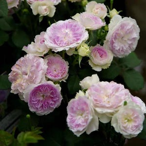 May include: Close-up of a cluster of roses in various stages of bloom. The flowers display a gradient of colors, from deep magenta to soft pink and white. The petals are densely packed, creating a full, textured appearance. Green leaves provide a backdrop.