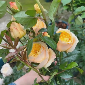May include: A cluster of peach and yellow roses with layered petals, featuring green leaves and stems. The flowers display soft, warm hues with some buds showing hints of pink at the edges, set against a backdrop of foliage and garden elements.