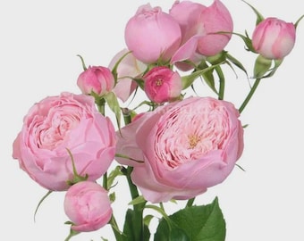Mansfield Pink Park 粉色曼斯菲尔德庄园 1 Gallon