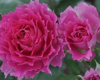 Sheherazad 天方夜谭 (Japan), 1 Gallon