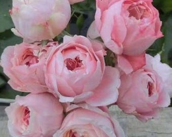 Princess Sakura. 樱花公主 Japanese Rose.continue Blooming