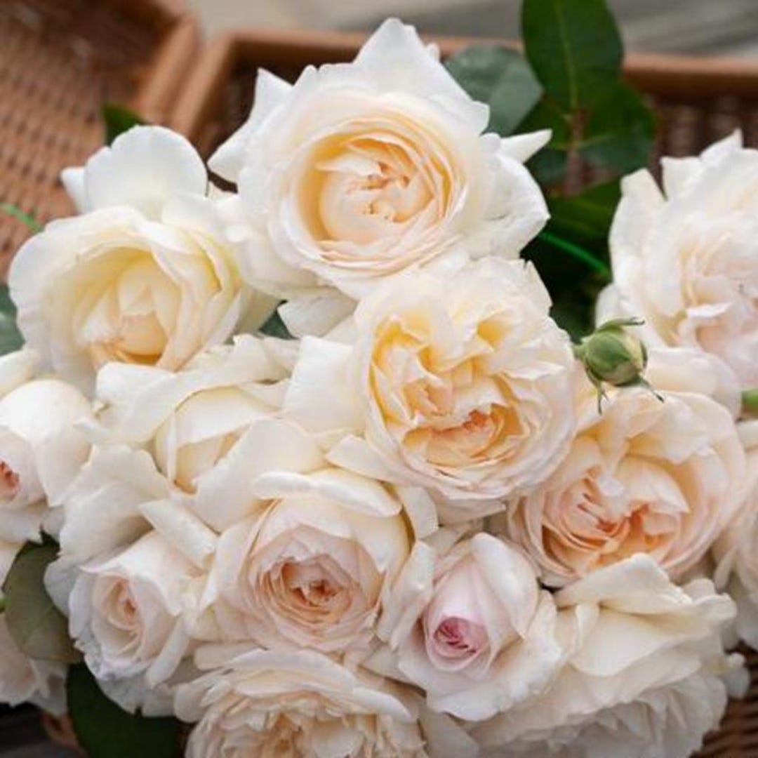 新品　TOCCA ワンピースFLOWERY WAY ROSE GARDEN Tropic Versilla Rose | Fresh Flowers Online & Wholesale