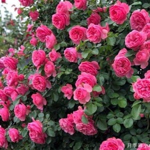 May include: A close-up of a bush of pink roses in full bloom. The roses are clustered together, creating a vibrant and colorful display.