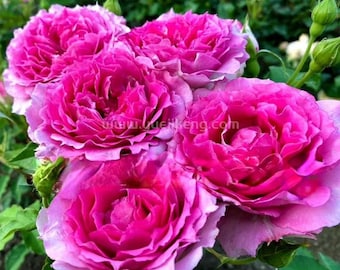 Sheherazad Tree Rose 天方夜谭 树玫瑰 (japan) 14