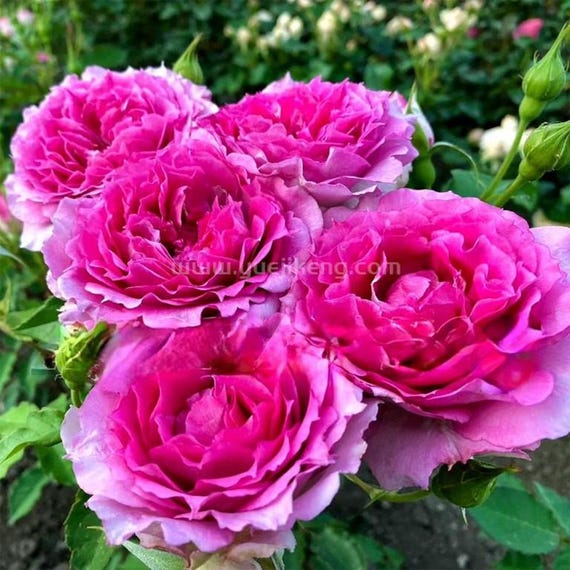 Sheherazad Tree Rose 天方夜谭 树玫瑰 (japan) 14