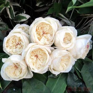 May include: A bouquet of cream-colored roses with a delicate, ruffled appearance. The roses are arranged in a cluster, showcasing their soft, velvety petals.