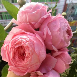 May include: Close-up of a bouquet of pink roses with soft petals. The roses are fully bloomed and have a delicate, romantic appearance.