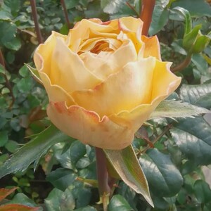 May include: A blooming rose flower featuring soft yellow petals with subtle orange-red edges. The flower is supported by a slender stem and surrounded by dark green, serrated leaves, showcasing a layered, full-petaled structure.