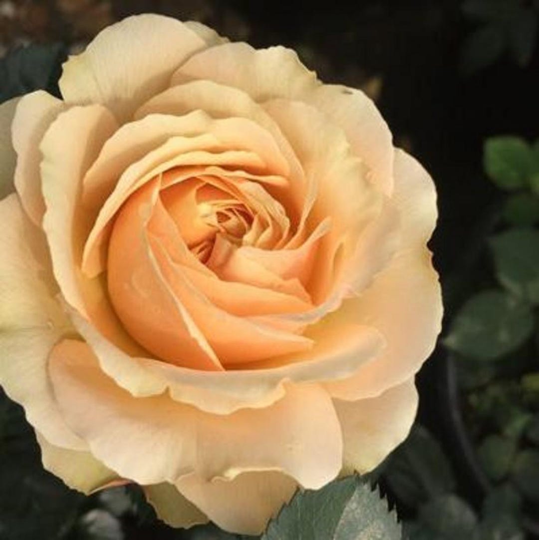 Jupiter King Terrazza Tree Rose 木星王阳台 树玫瑰 (netherlands) 18