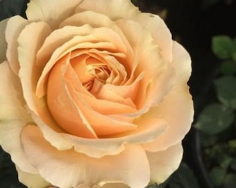 Jupiter King Terrazza Tree Rose 木星王阳台 树玫瑰 (netherlands) 18