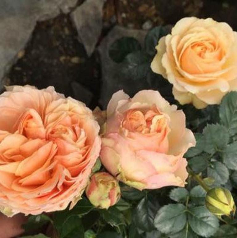 Jupiter King Terrazza Tree Rose 木星王阳台 树玫瑰 (netherlands) 18