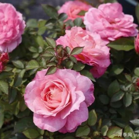 Neptune King Terrazza Tree Rose 海神王陽台 树玫瑰 (netherlands) 18