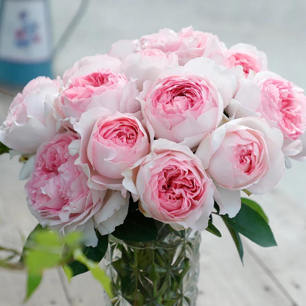 Yves Otome Heart Tree Rose 伊芙乙女心 树玫瑰 (japan) 14