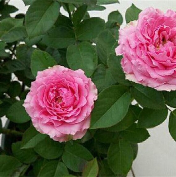 Kaori Kaori Kazari 香织装饰 (japan), 1 Gallon - Etsy