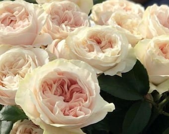 May include: A bouquet of pale pink and cream roses with ruffled petals. The roses are arranged in a cluster, with their stems and leaves visible.