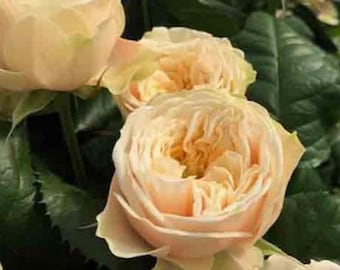 May include: Close-up of three pale peach roses with ruffled petals. The roses are in full bloom and have a soft, delicate appearance.