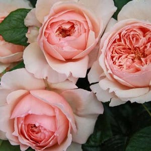 May include: Close-up of a bouquet of soft pink roses with ruffled petals. The roses are in full bloom and have a delicate, romantic appearance.