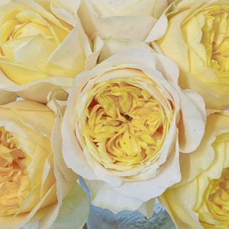 May include: A cluster of pale yellow roses with densely packed, ruffled petals. The flowers feature a gradient of soft cream on the outer edges transitioning to a deeper, vibrant yellow at the center of each bloom, showcasing a full, rounded shape.