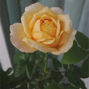 May include: A single, fully bloomed rose with soft, pale yellow petals that transition to a deeper golden hue toward the center. The flower is supported by a slender green stem and surrounded by several dark green, serrated leaves.
