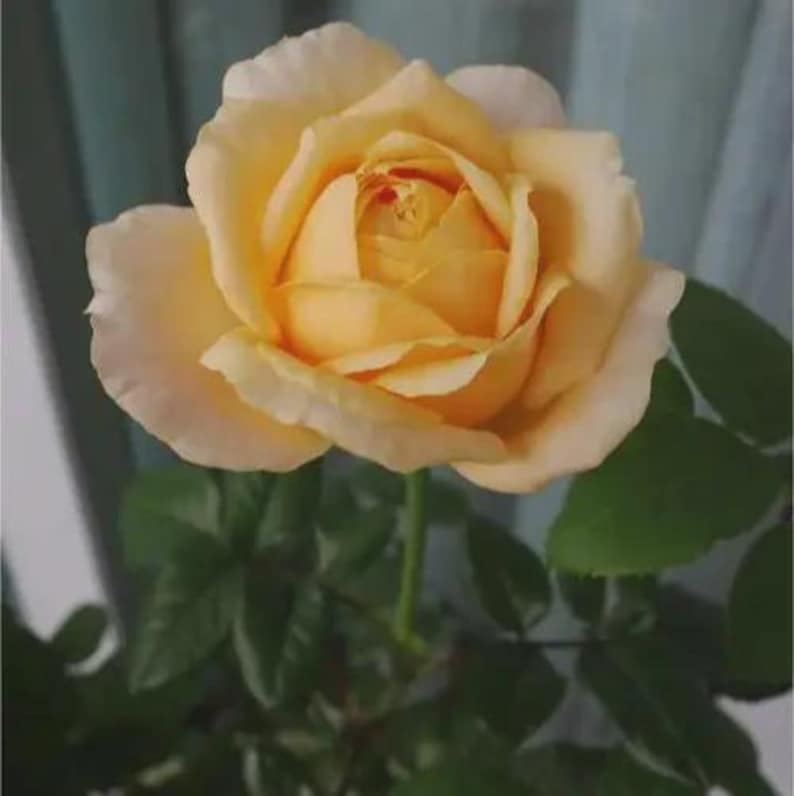 May include: A single, fully bloomed rose with soft, pale yellow petals that transition to a deeper golden hue toward the center. The flower is supported by a slender green stem and surrounded by several dark green, serrated leaves.
