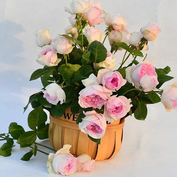Yves Otome Heart 伊芙乙女心 (japan), 1 Gallon - Etsy