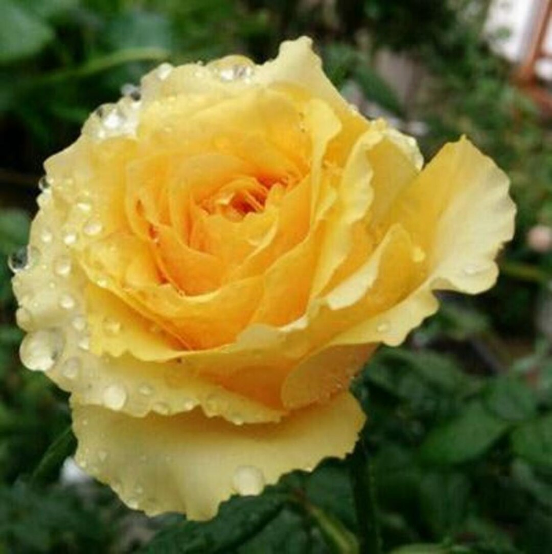 Shell Roses Plant Shell Tree Rose 贝壳 树玫瑰 (japan) 18