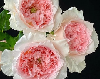 May include: Three large, fully bloomed roses with layers of soft pink petals at the center, surrounded by white outer petals. The flowers are set against a black background, with green leaves visible. The photo is signed "Photo by grace."