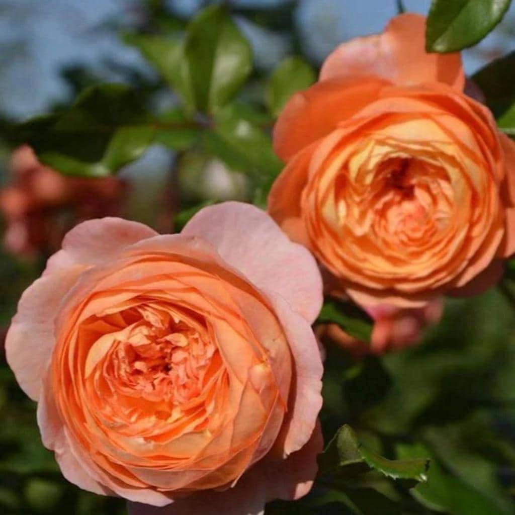 Robin 罗宾 (japan), 1 Gallon - Etsy