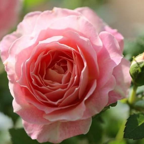 Neptune King Terrazza Tree Rose 海神王陽台 树玫瑰 (netherlands) 18
