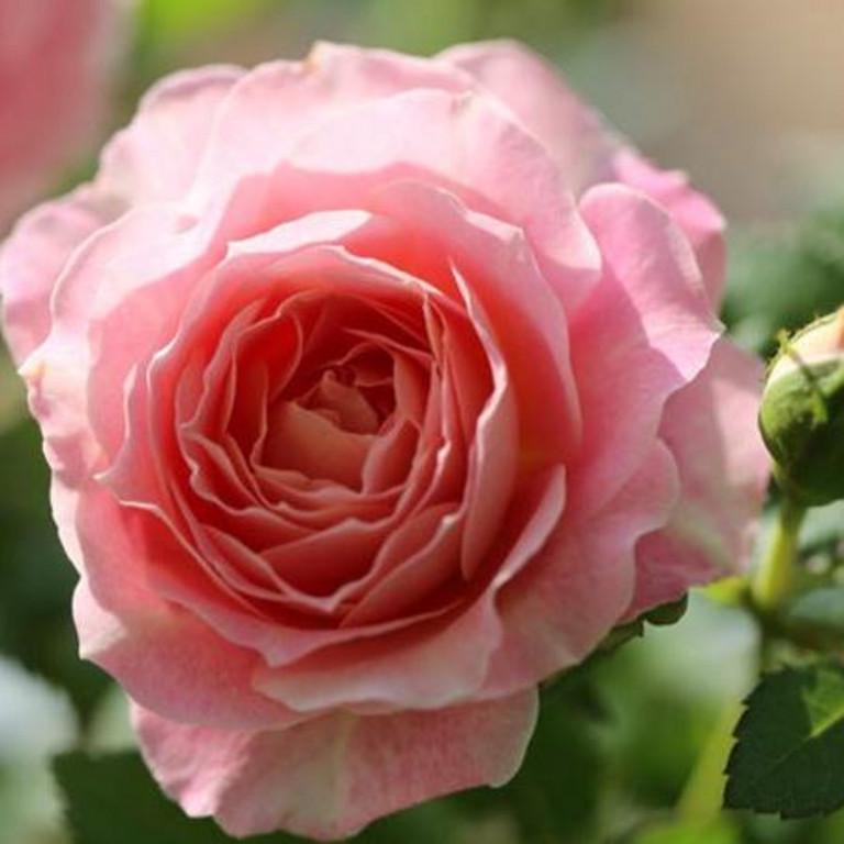 Neptune King Terrazza Tree Rose 海神王陽台 树玫瑰 (netherlands) 18