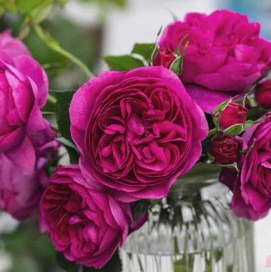 アンティーク　チャイナ　ローズメダリオン ２枚　Chinese Rose Large Set of Antique Rose Medallion China - Rafael Osona