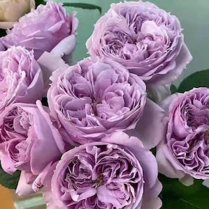 May include: A close-up of several lavender-colored roses in full bloom. The petals are tightly packed, creating a layered effect. The roses have a soft, velvety texture and are surrounded by green leaves.