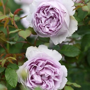 Faint Blue 隐隐青 (China 天狼), 1 Gallon