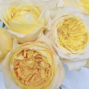 May include: A cluster of pale yellow roses featuring densely packed, ruffled petals in the center that transition to lighter, cream-colored outer petals. The blooms are fully open, showcasing a layered, circular structure with soft, delicate textures.