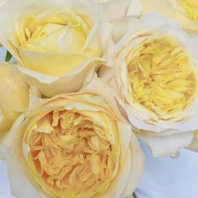 May include: A cluster of pale yellow roses featuring densely packed, ruffled petals in the center that transition to lighter, cream-colored outer petals. The blooms are fully open, showcasing a layered, circular structure with soft, delicate textures.