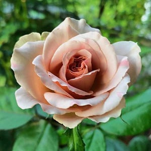 May include: A close-up of a peach-colored rose in full bloom. The rose has multiple layers of petals, with a darker, reddish-brown center. Green leaves and stems are visible in the background, with a blurred green backdrop.