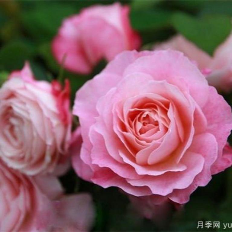 rose pink様❁︎オーダー　ハーバリウム2027 2.11。:°ஐ*。: Neptune King Terrazza Tree Rose 海神王陽台 树玫瑰 (netherlands) 18