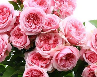 Chinese Rose 