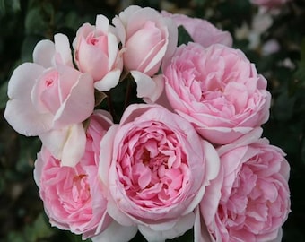 May include: A cluster of pale pink roses with ruffled petals, blooming in a garden setting.