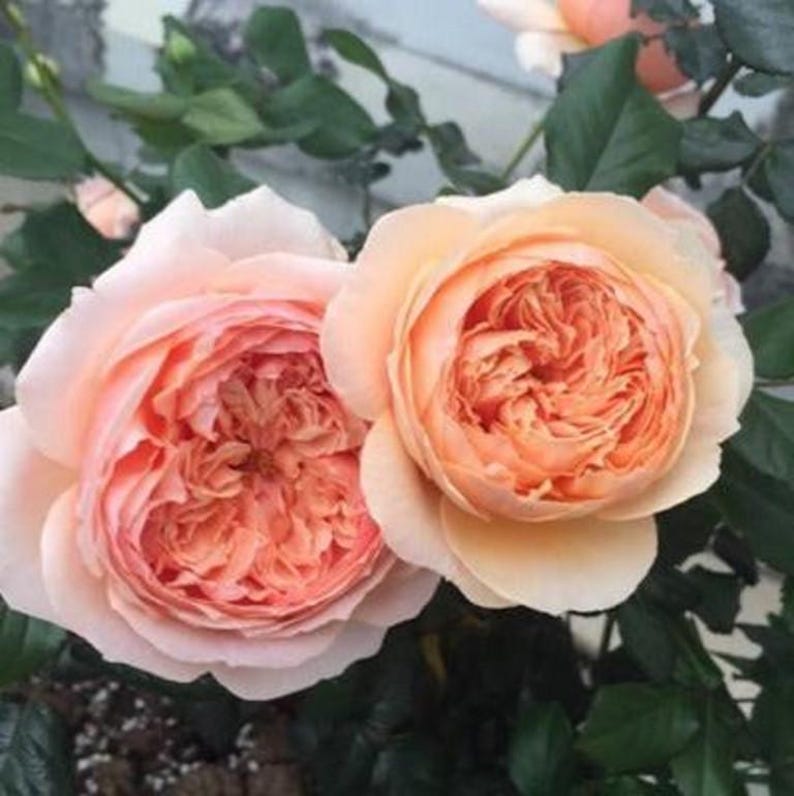 Masora Tree Rose 真宙 树玫瑰 (japan) 20
