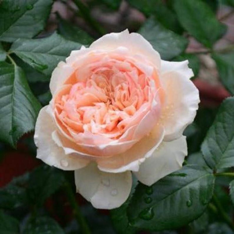 Masora Tree Rose 真宙 树玫瑰 (japan) 20