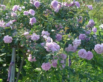 Rare Japanese Rose 'lilas' | 丽拉 リラ | Shrub Rose | Blue-purple