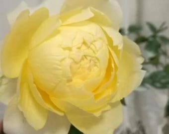 Sunny Antike Tree Rose 阳光古董 树玫瑰 (Germany), 18" tall