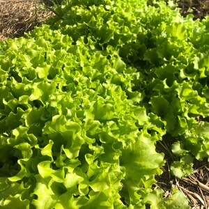 Organic lettuce seeds, green