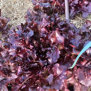 Organic lettuce seeds, red