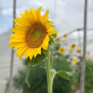 Giant Sunflower seeds